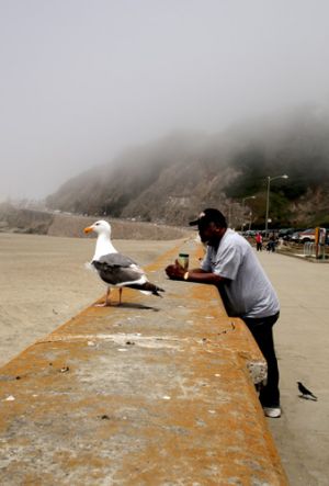 San Francisco Foggy  Sea Wall With Man and Gull